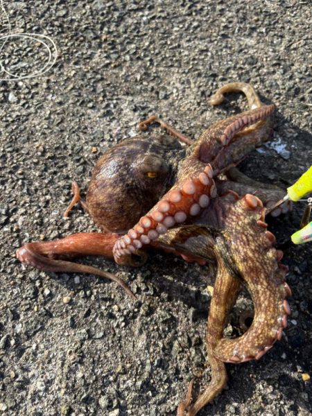 タコリベンジ！！