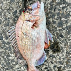 チャリコと真鯛