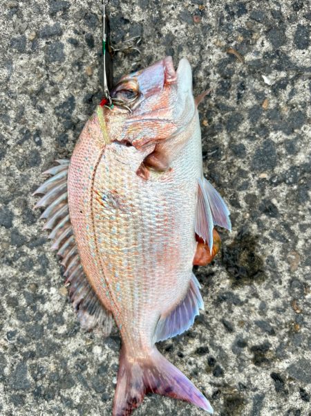 チャリコと真鯛