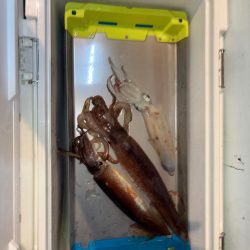 イカメタル2回目