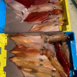 イカメタルリベンジ