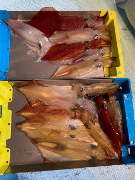 イカメタルリベンジ