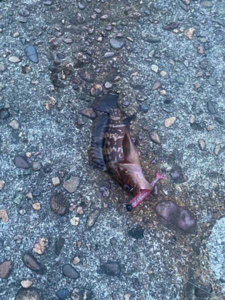 シーバスと根魚