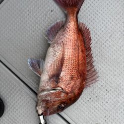 函館沖、タイラバ