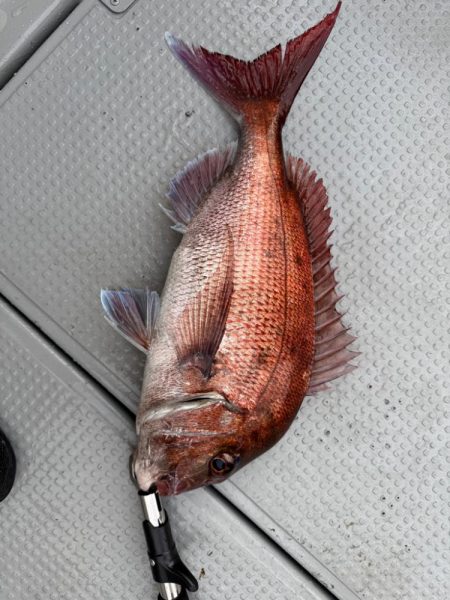 函館沖、タイラバ