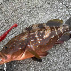 デイアコウがんばる・・・アコウ1・タコ少々