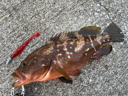 デイアコウがんばる・・・アコウ1・タコ少々…