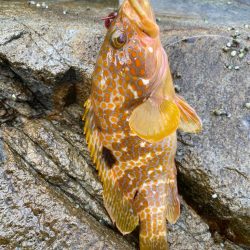 キジハタ狩り再び！