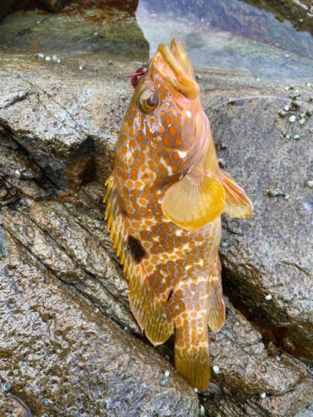 キジハタ狩り再び！