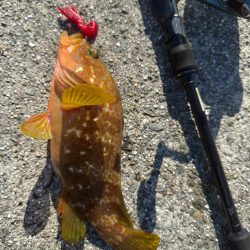 ロックフィッシュ