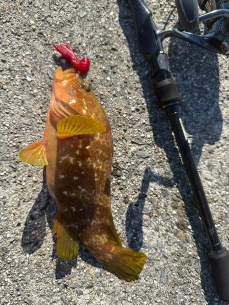 ロックフィッシュ