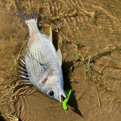 ハゼクラとチヌトップと直リグ!