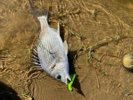 ハゼクラとチヌトップと直リグ！