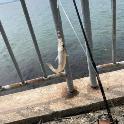 フグ少なし、キス多し。