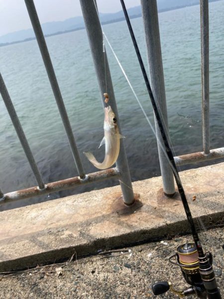 フグ少なし、キス多し。