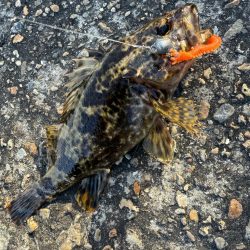 ロックフィッシュ