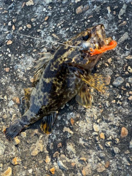 ロックフィッシュ