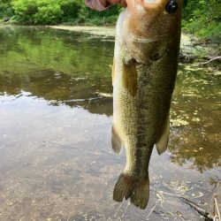 夏のタフったバスにはロングワーム