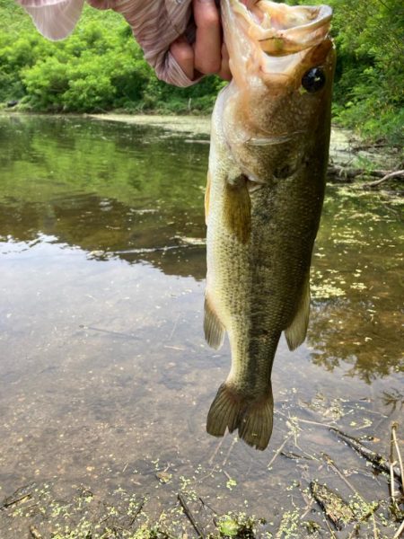 夏のタフったバスにはロングワーム