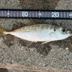 ジギングサビキ