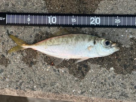 ジギングサビキ