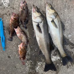 エビ撒き好調です