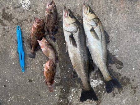 エビ撒き好調です