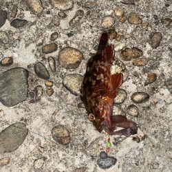 尺キジハタとタコ