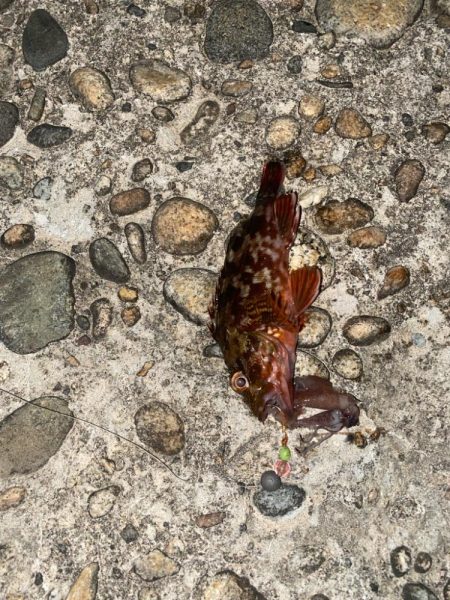 尺キジハタとタコ