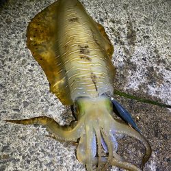 ケンサキエギング