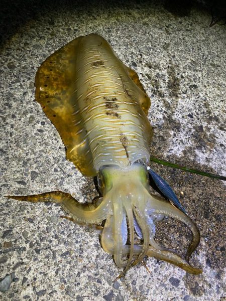 ケンサキエギング