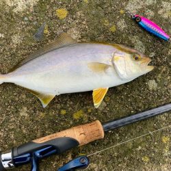 旧一文字カーブでシオにゃー