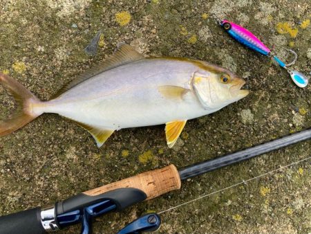 旧一文字カーブでシオにゃー