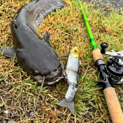 やっとこビックベイトで釣れた！！