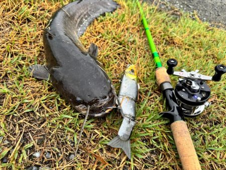 やっとこビックベイトで釣れた！！