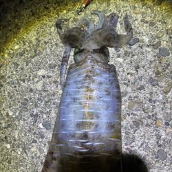 残りの親イカ狙い