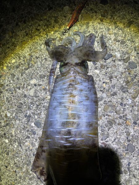 残りの親イカ狙い