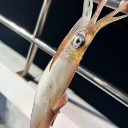 今期初イカメタル！