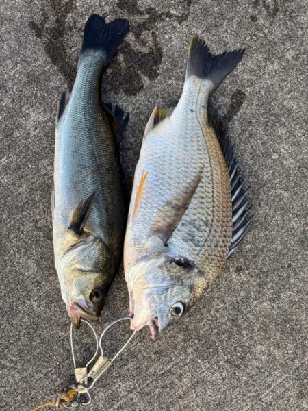 下潮でエビ撒き