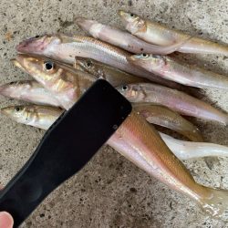 波打ち際のシロギス釣り