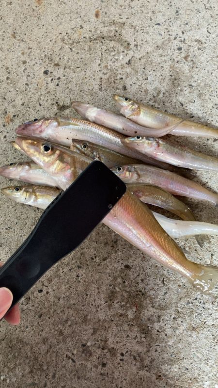 波打ち際のシロギス釣り