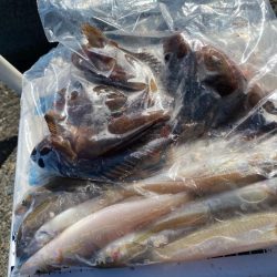 灼熱のシロギスタ