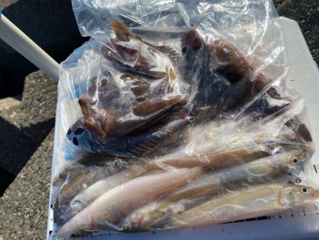 灼熱のシロギスタ