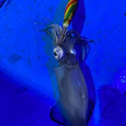 和歌山イカメタル