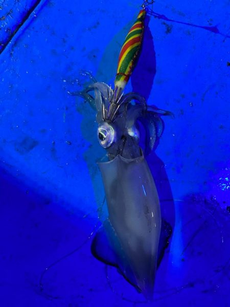 和歌山イカメタル