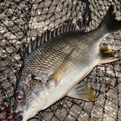 ヘチってきました