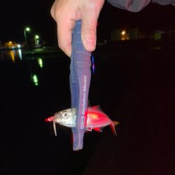 アジング&マイクロジギング