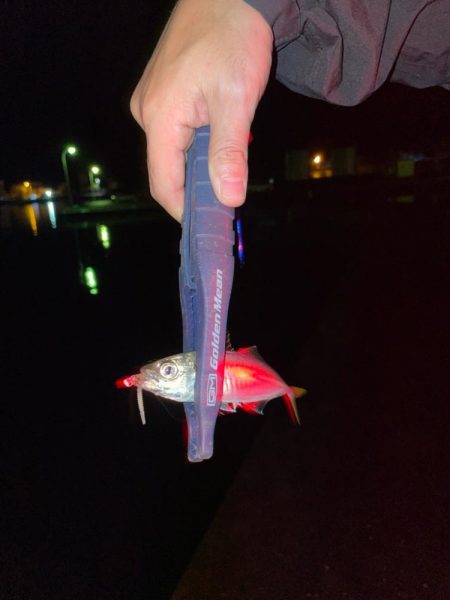 アジング&マイクロジギング