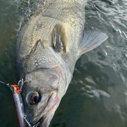 リバーシーバス