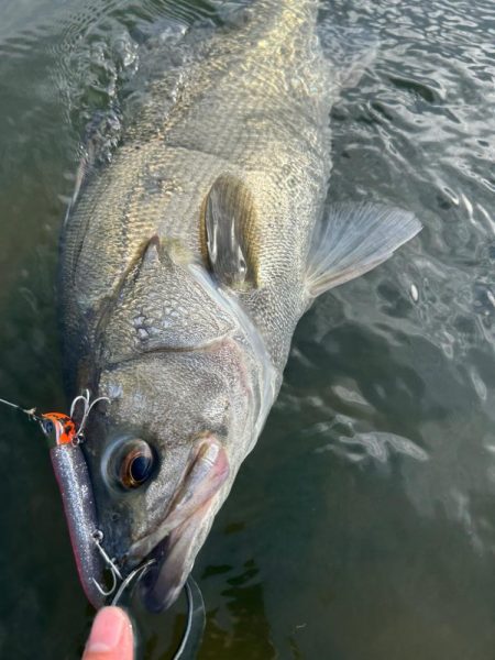 リバーシーバス